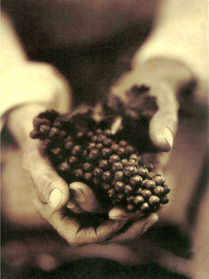 Front cover image for the book Wine Food & the Arts Volume I
